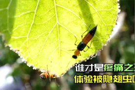 隐翅虫的伤害有多大？两位生物学家用身体实验，6天后皮肤溃烂！视频封面