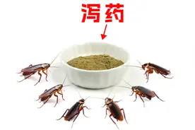 给蟑螂喂泻药会怎样？小强会窜稀吗？