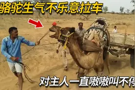 训练骆驼拉车子，结果骆驼生气一顿抱怨，对着主人一直嗷嗷叫不停视频封面