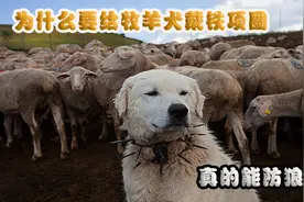 为什么牧羊犬要戴铁项圈，真的能防狼吗？看看它怎么对付狼的视频封面