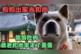 狗进寺庙当和尚，假装吃素骗和尚4年，知道真相老和尚把它蛋嘎了视频封面