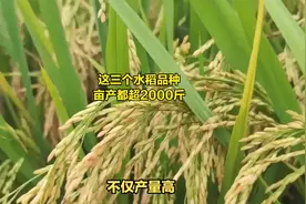 这三个水稻品种，亩产都超过2000斤
