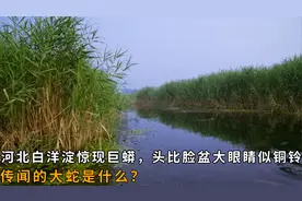河北白洋淀惊现巨蟒，头比脸盆大眼睛似铜铃，传闻的大蛇是什么？