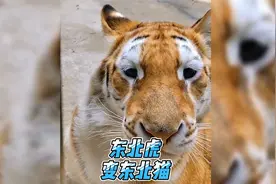 东北虎：“尊贵的马铃薯公主，叫我咪咪就行”视频封面
