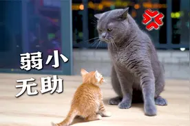 小猫大病初愈，回家竟被大猫欺负？