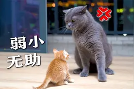 小猫大病初愈，回家竟被大猫欺负？视频封面