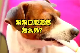 狗狗口腔溃疡怎么办？