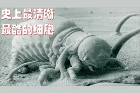 炫酷到爆！超级显微镜捕捉到了这个史上最清晰最酷的细胞照片