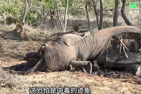 动物世界 #动物世界精彩集锦 #野生动物零距离.视频封面