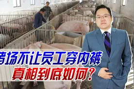 辟谣！养猪场不让员工穿内裤，穿一次罚200元，真相到底如何？视频封面