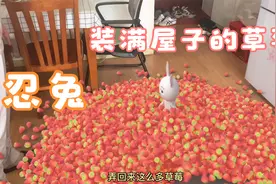#忍兔 弄来了很多草莓#二次元#搞笑动画#儿童动画片#动漫