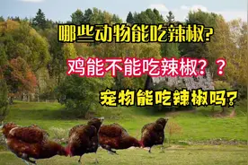 鸡能不能吃辣椒？动物吃辣椒会怎么样？