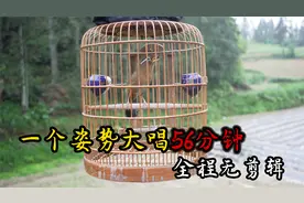 极品公画眉鸟一个姿势大唱56分钟，全程无任何剪辑，值得一听！视频封面