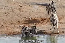 斑马之所以让人讨厌，看完你就明白了