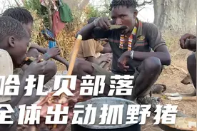 哈扎贝部落全体出动抓野猪，野猪蛋蛋被大卸八块，猎人直呼好吃视频封面