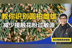 圆柏都产生花粉吗？带你区别圆柏雌雄视频封面