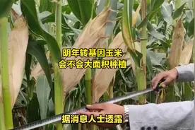 明年转基因玉米，会不会大面积种植视频封面