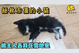 小猫被主人丢在冰天雪地里，好心大叔将它抱回来，想尽办法拯救它