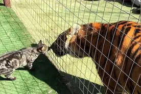 猫咪掉进老虎园，一只老虎过来了，接下来忍住别笑视频封面