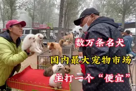 想淘狗就来这里，国内最大宠物市场，各种名犬几万条，主要是便宜