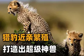 为何说猎豹本该早已灭绝？大量近亲繁殖，竟幸运打造出超级神兽视频封面