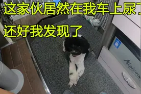 带着2只狗狗房车旅行，刚买回来的小狗不会憋尿，居然在车里尿了视频封面