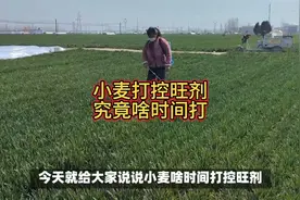 小麦打控旺剂，究竟啥时间打效果好视频封面