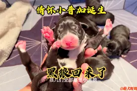 球球生了11只小普加，曾经的黑狼丢狗回来了，上天对犬舍的恩赐！