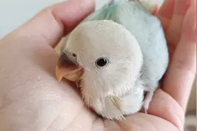 养了17天的牡丹鹦鹉成精了，一召唤就飞到手上，可吸可盘飞