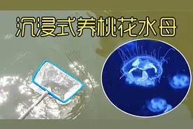 沉浸式养桃花水母，河边抓到一些淡水水母养起来，太神奇太好玩了