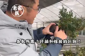 各取所需！扦插和嫁接的区别！