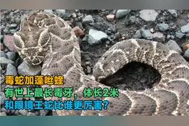毒蛇加蓬咝蝰有世上最长毒牙，体长2米，和眼镜王蛇比谁更厉害？