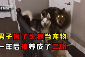 男子捡了头狼当宠物，和哈士奇同吃同睡，一年后竟被养成二哈视频封面