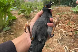 养了7年的八哥鸟，用手捉它会记仇吗？