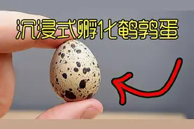 耗时60天，孵化超市买来的60个鹌鹑蛋，这过程太难了视频封面