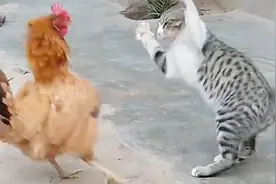 猫咪招惹大公鸡，结果被一顿胖揍，接下来忍住别笑视频封面