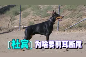 作为警犬一哥的杜宾，为啥要剪耳断尾呢？视频封面