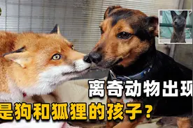 又一离奇杂交动物出现！狗和狐狸生出孩子，难道生殖隔离是假的？