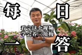 看完这个视频学会养三角梅。视频封面