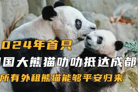 2024年首只归国大熊猫叻叻抵达成都,愿所有外租熊猫能够平安归来视频封面