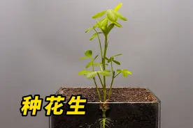 花生是如何长出来的？视频封面