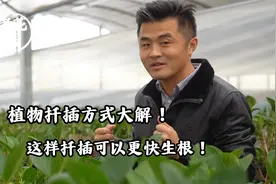 植物扦插方式大解！这样扦插可以更快生根！视频封面