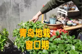 山东青岛地栽绣球花苗，五一之前的天气是个佳期！视频封面