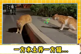 原来真是一方水土养一方猫，猫咪比我还能吃辣？！