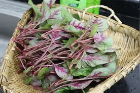 我家吃苋菜，8次有6次这做法，鲜嫩下饭，孩子都隔三差五点名吃