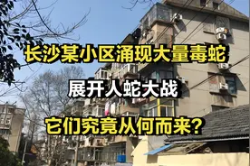 长沙某小区涌现大量毒蛇，展开人蛇大战，它们究竟从何而来？