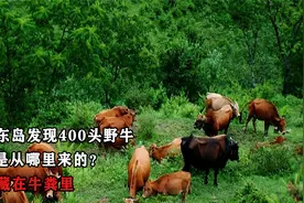西沙东岛发现400头野牛，它们是从哪里来的？答案藏在牛粪里视频封面