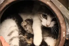 流浪猫雨天在瓦罐产下一窝崽，女子用美食营救，简直太善良了