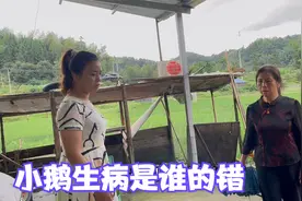 小鹅拉肚子站都站不稳，老爸责怪老妈携带病菌回来，老妈赶紧喂药视频封面