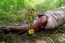 巨蟒把牛吞了，又吐出来.mp4